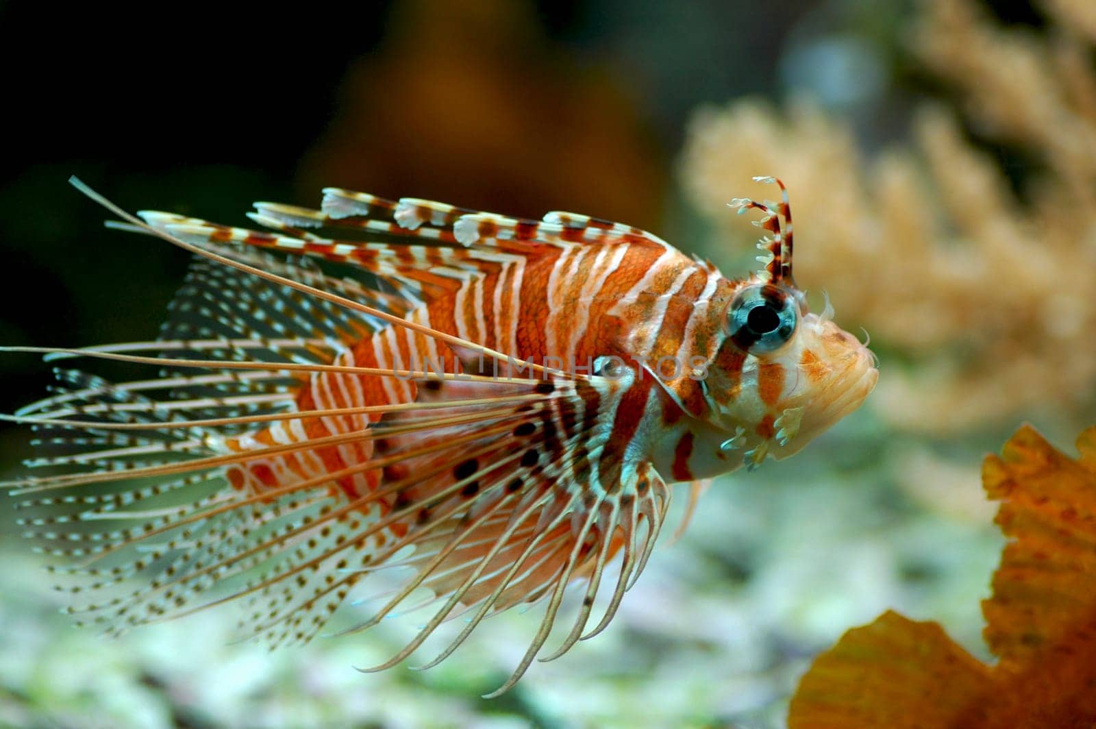 Lionfish