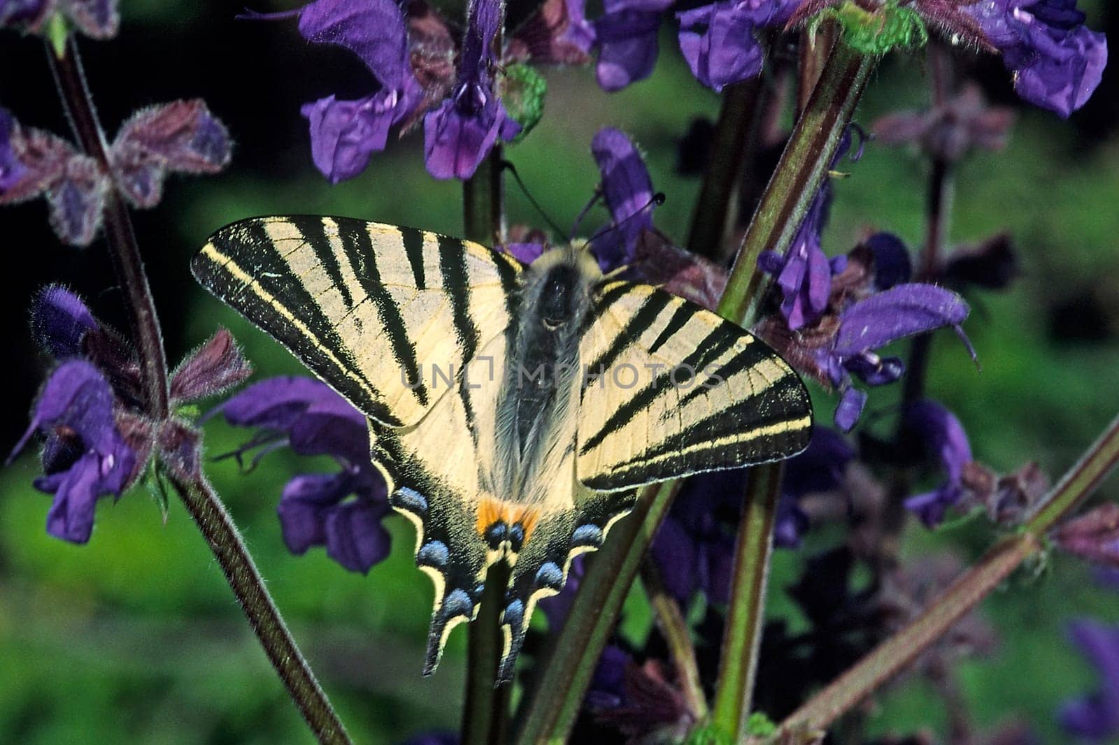 Iphiclides podalirius, Segelfalter