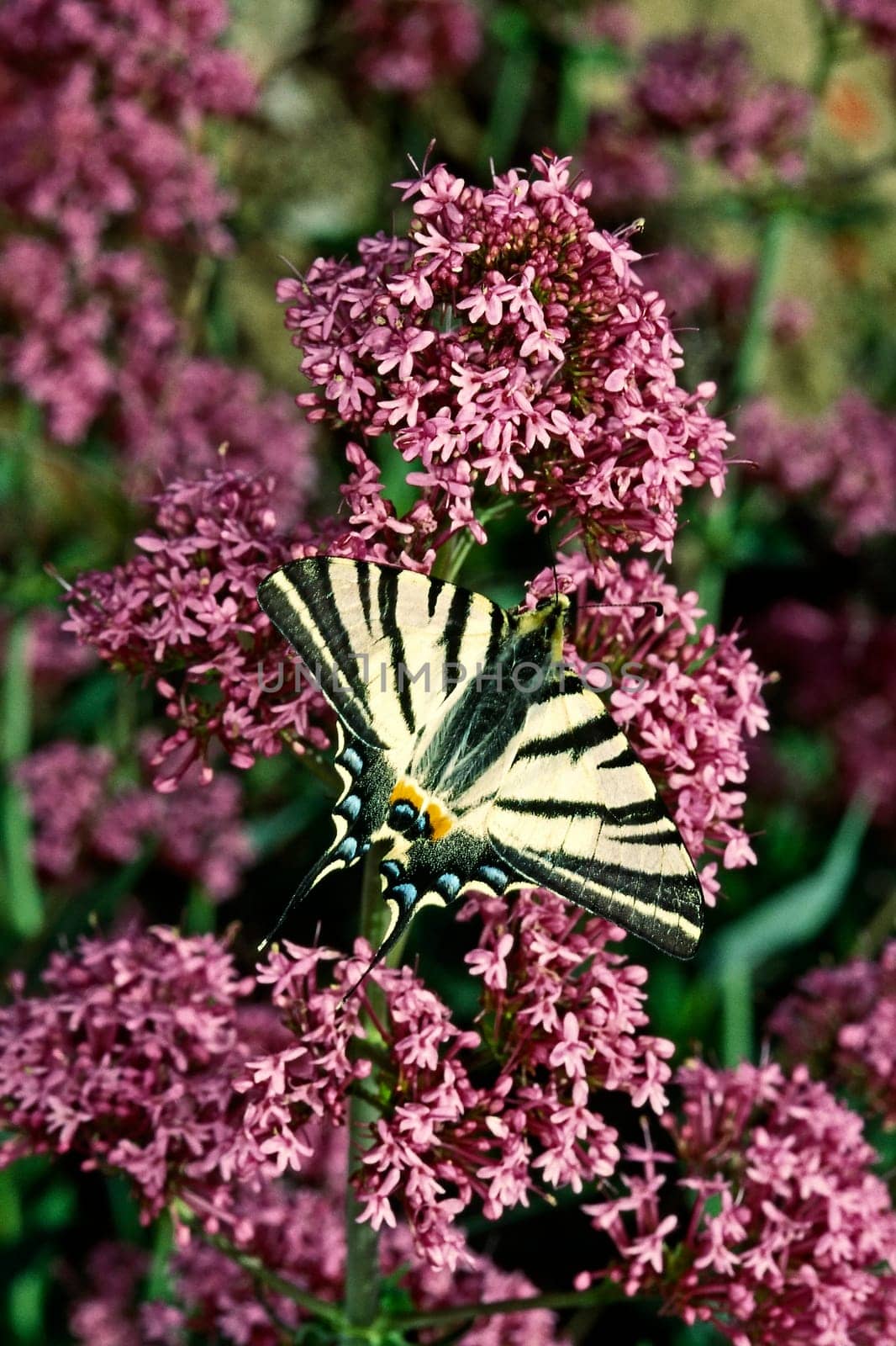 Iphiclides podalirius,Sail Butterfly on Red Spurflower