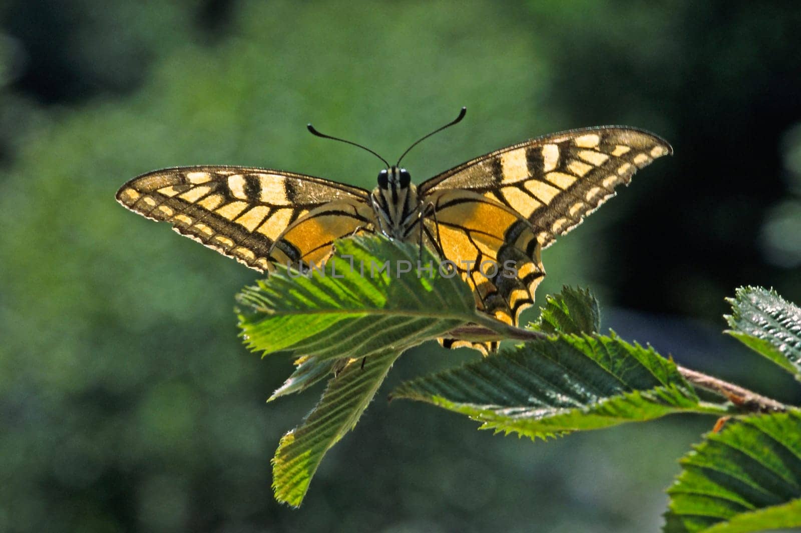 Papilio machaon,swallowtail