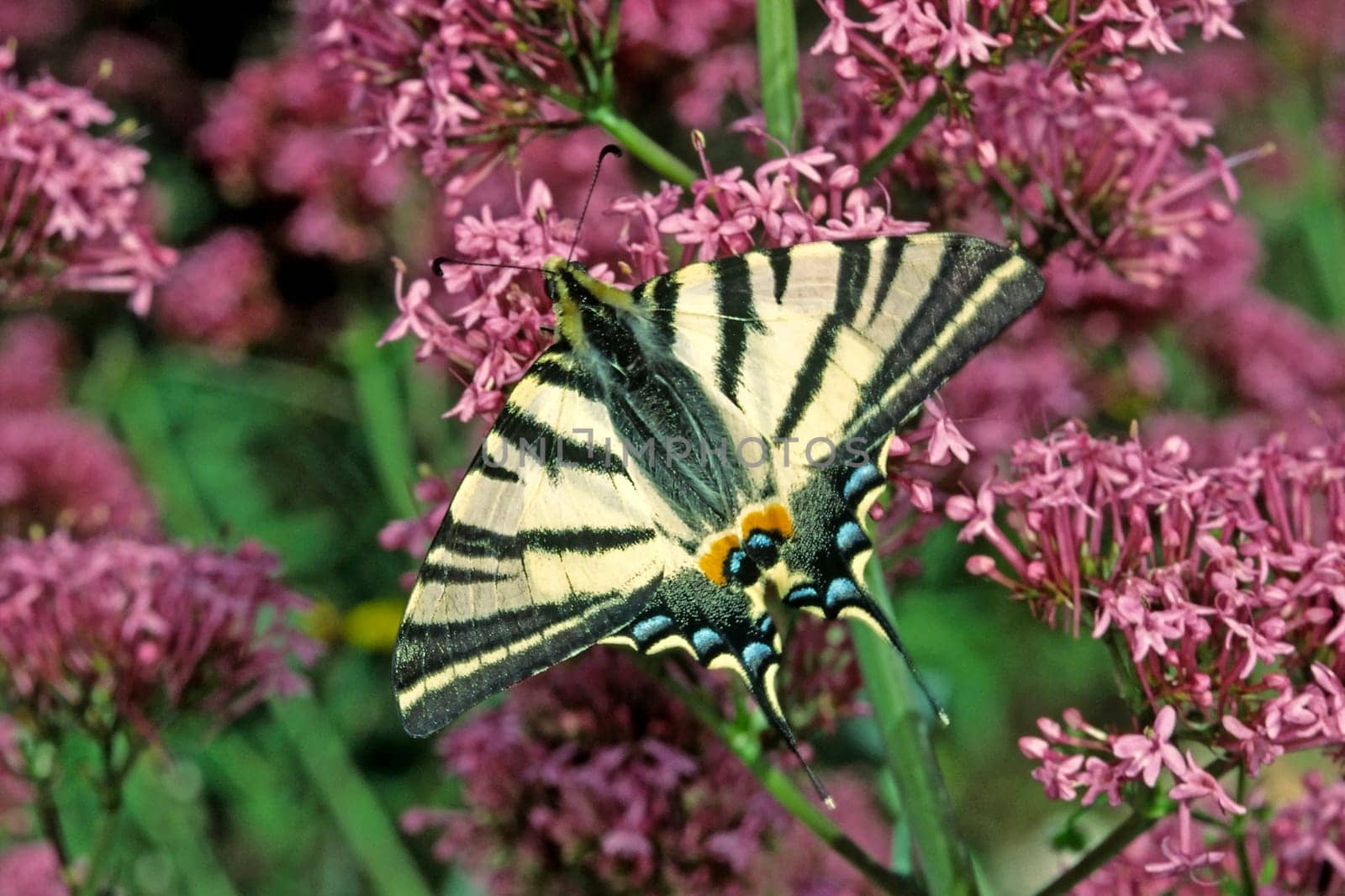 Iphiclides podalirius, Segelfalter