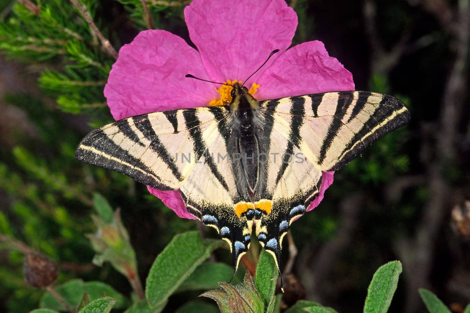 Iphiclides podalirius, Segelfalter auf Zistrose