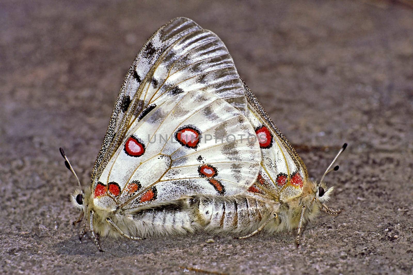 Parnassius apollo viningensis,Apollo (mating),Moselle-Apollo butterfly