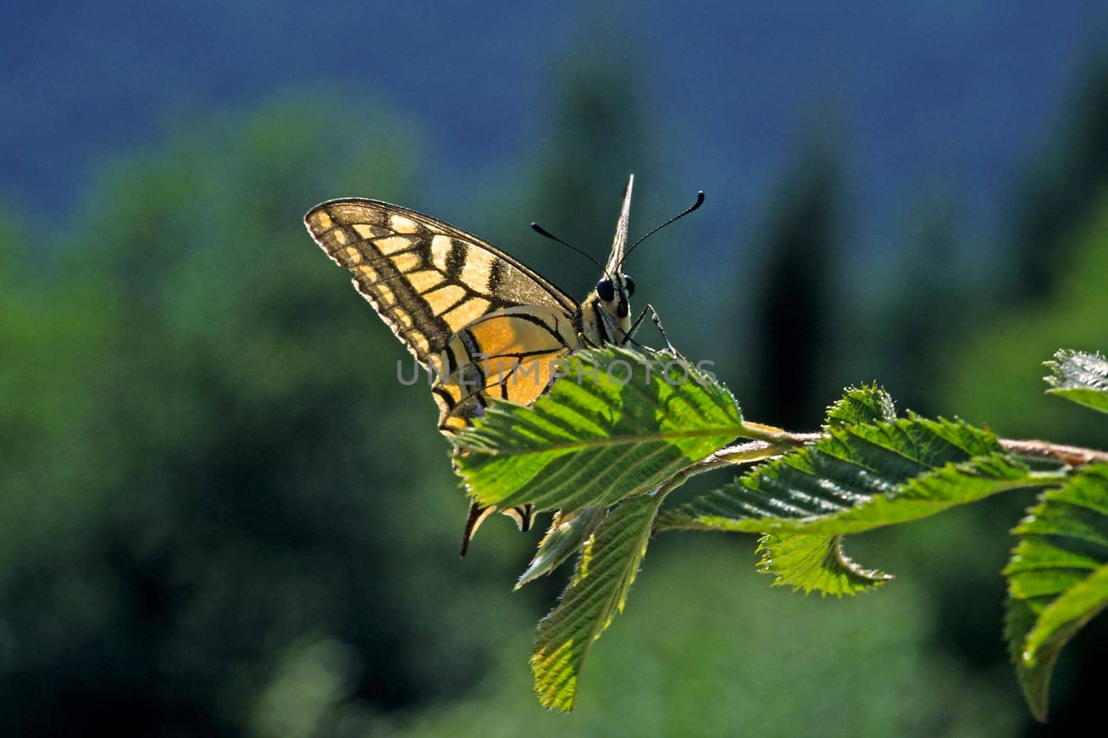 Papilio machaon,swallowtail