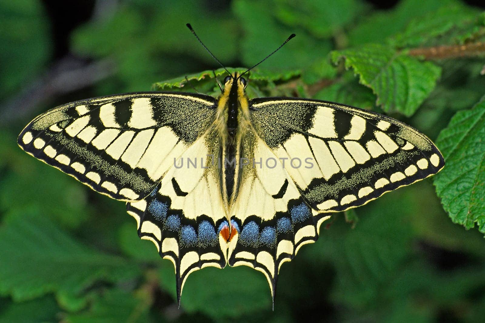 Papilio machaon,swallowtail