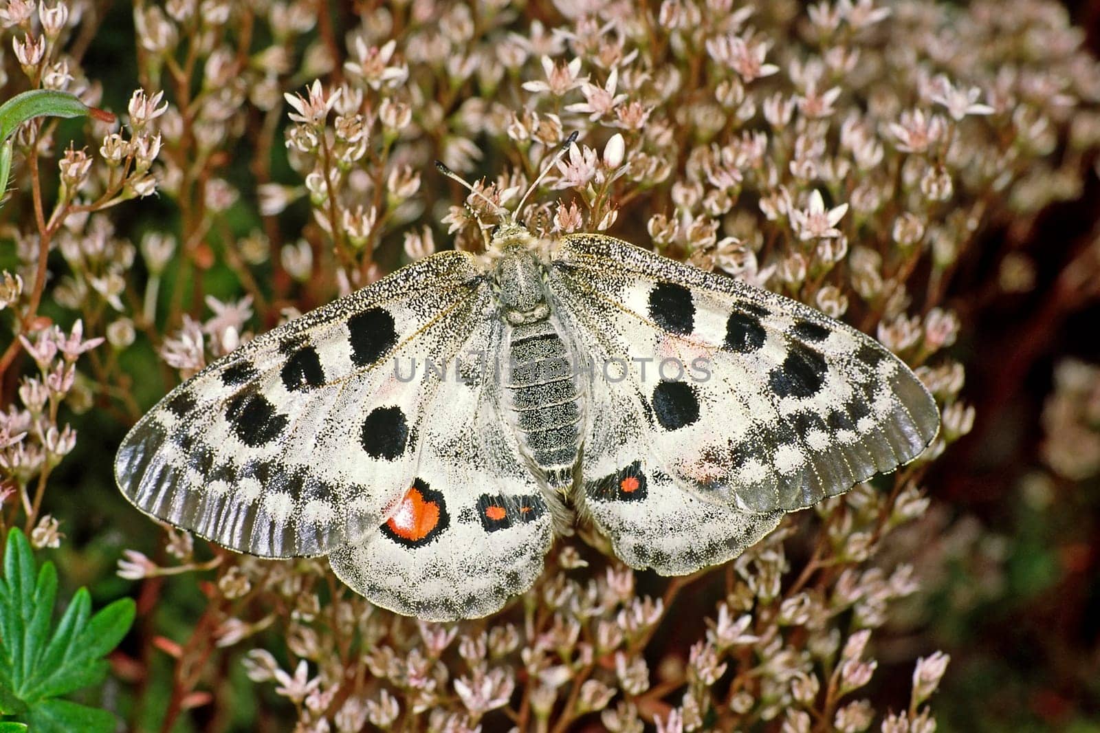 Parnassius apollo viningensis,Apollo,Moselle Apollo butterfly