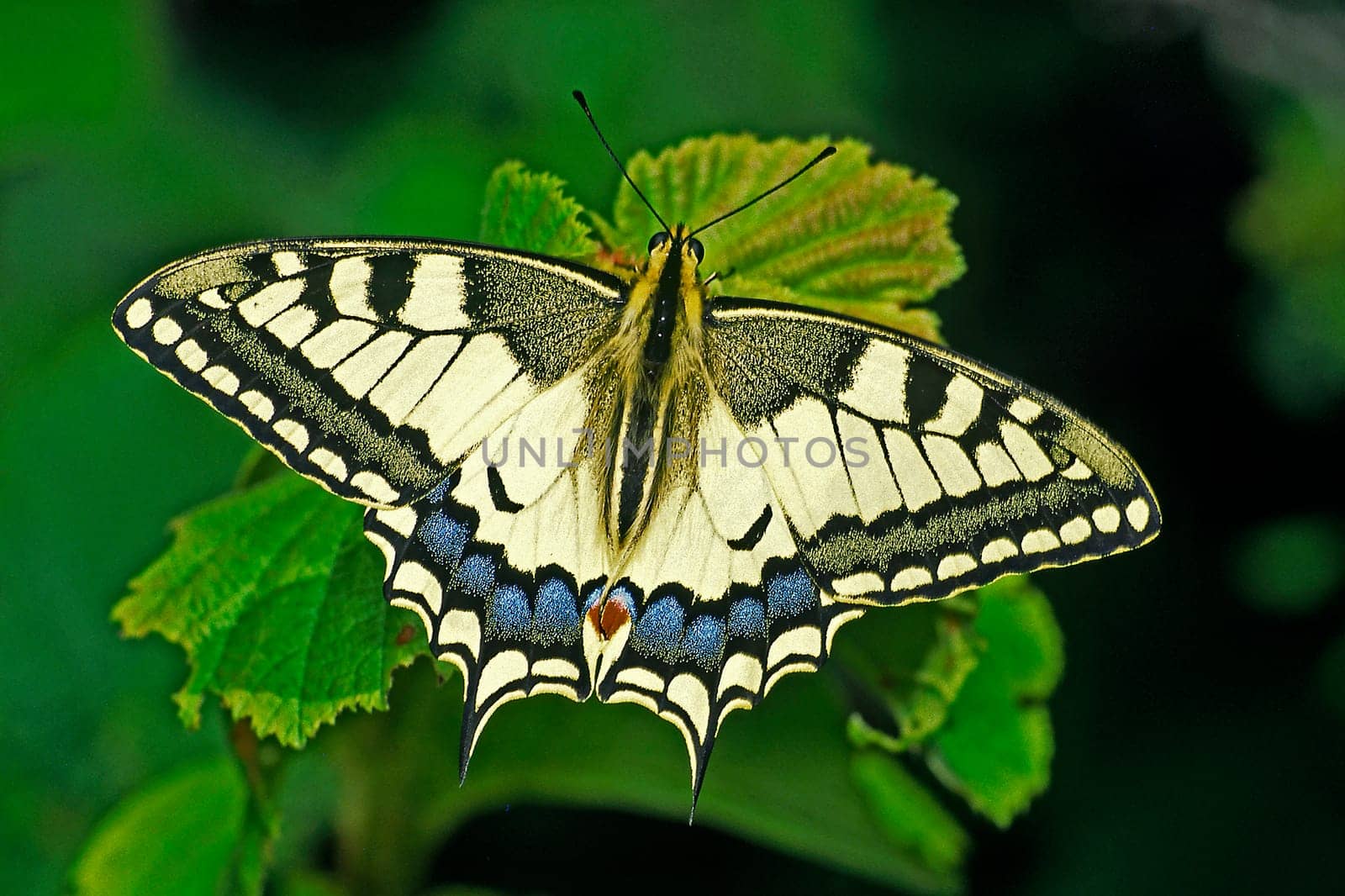 Papilio machaon,swallowtail
