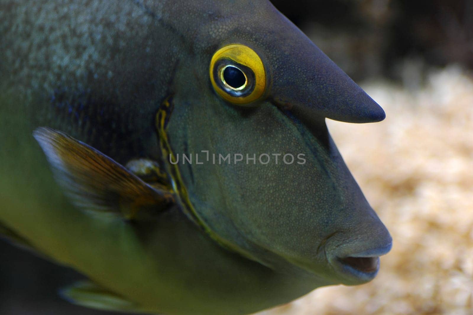 Surgeonfish