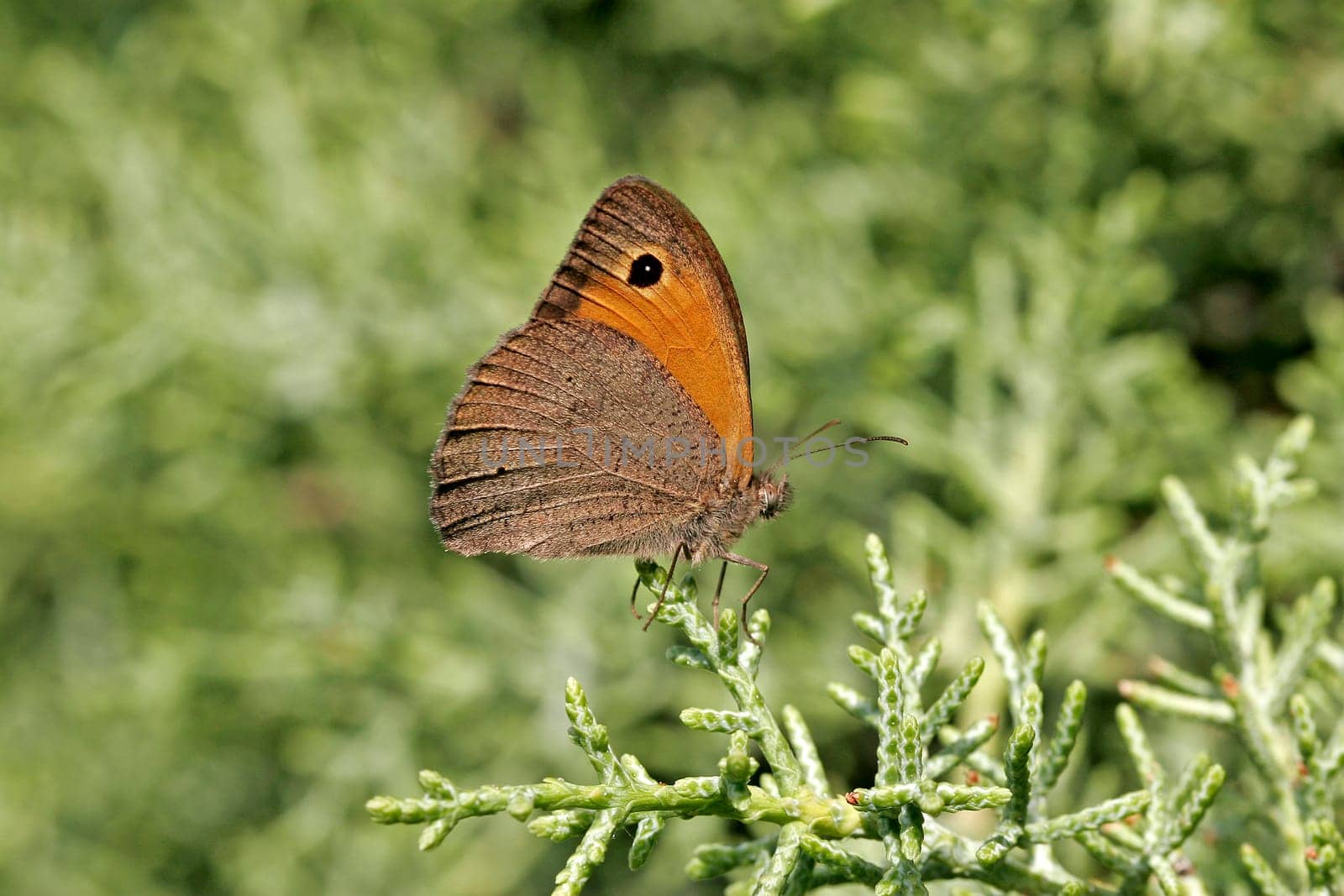Maniola jurtina, Ochsenauge (Männchen)