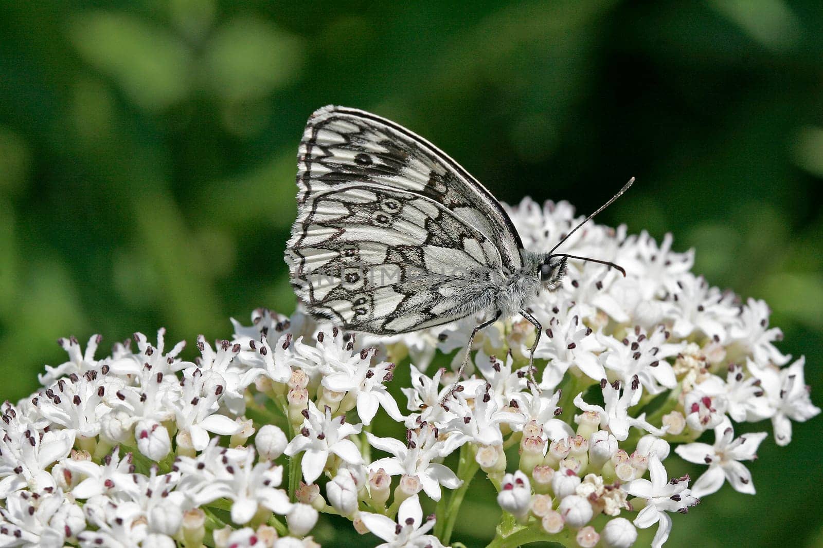 Melanargia galathea,chessboard