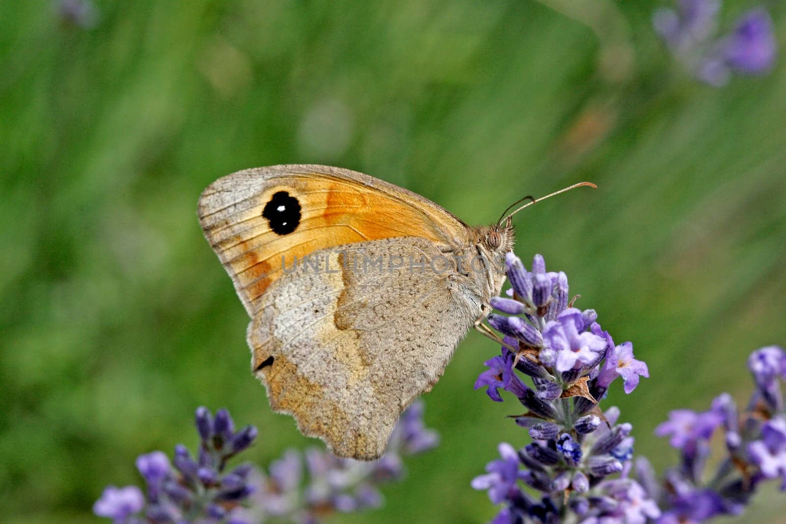 Maniola jurtina,Oxeye (female)