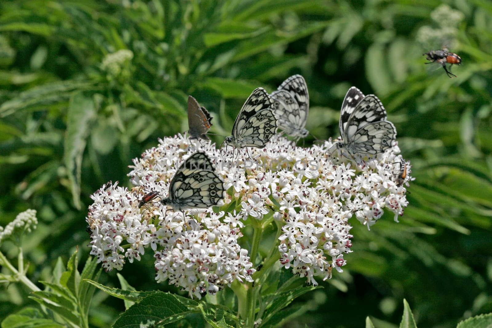 Insect meeting place