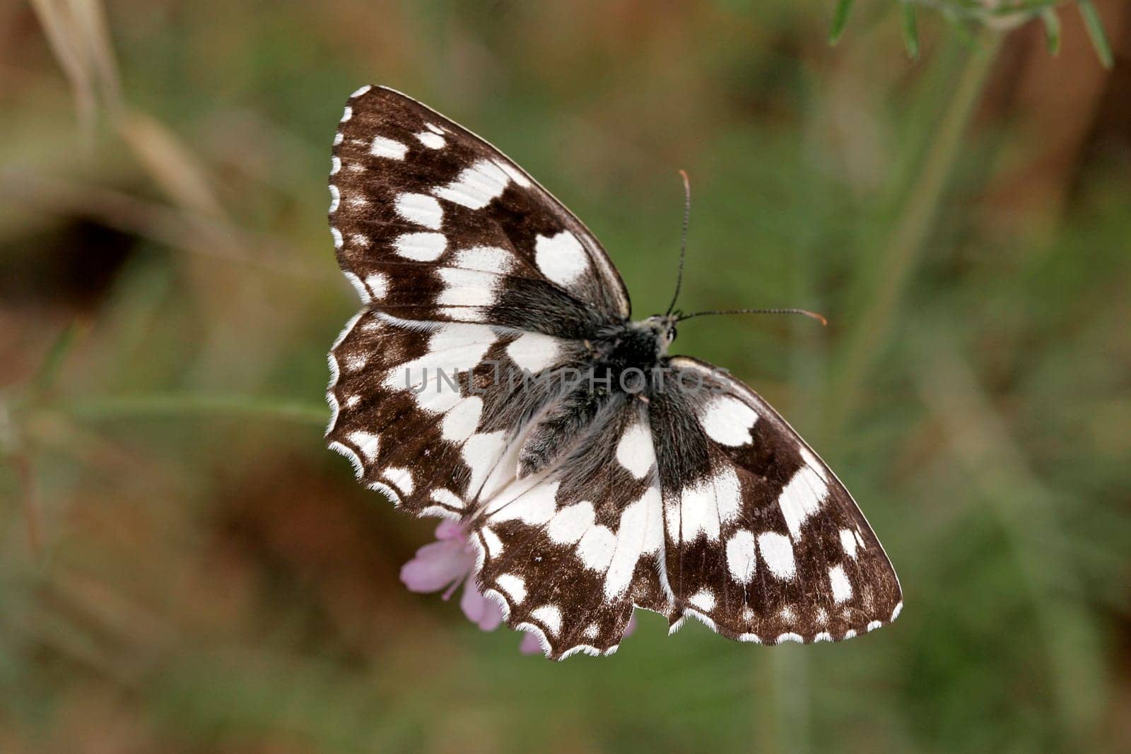 Melanargia galathea,chessboard