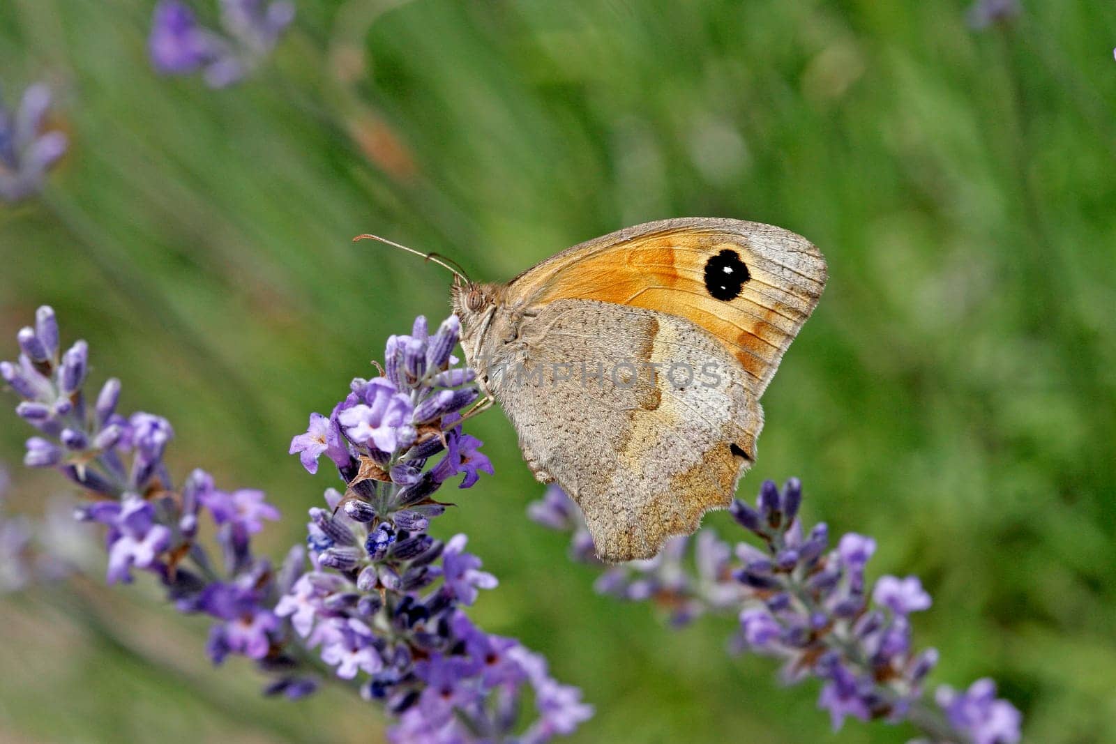 Maniola jurtina,Oxeye (female)