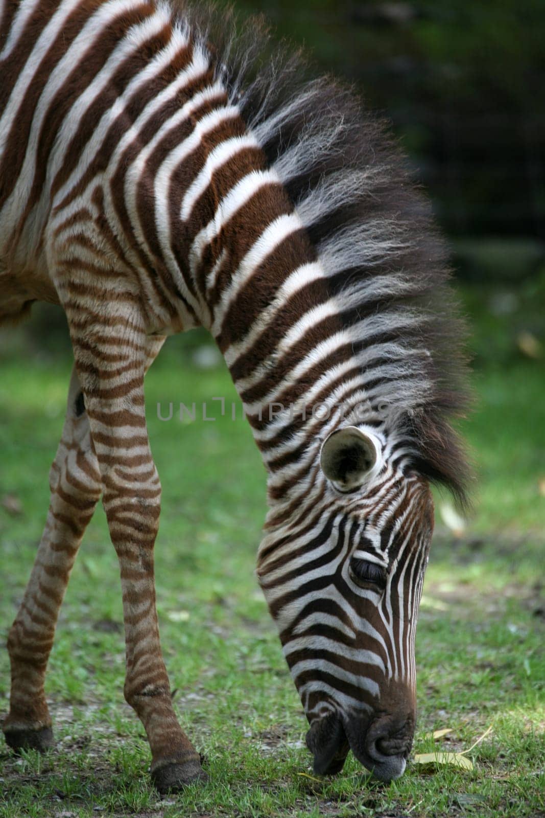 Grant's zebra (Equus burchelli granti)
