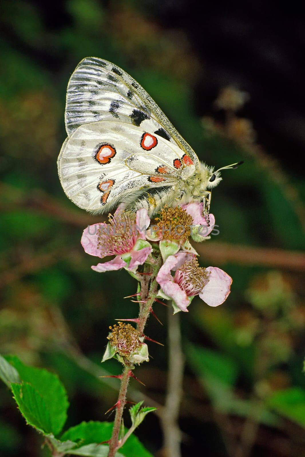 Moselle Apollo butterfly,strictly protected