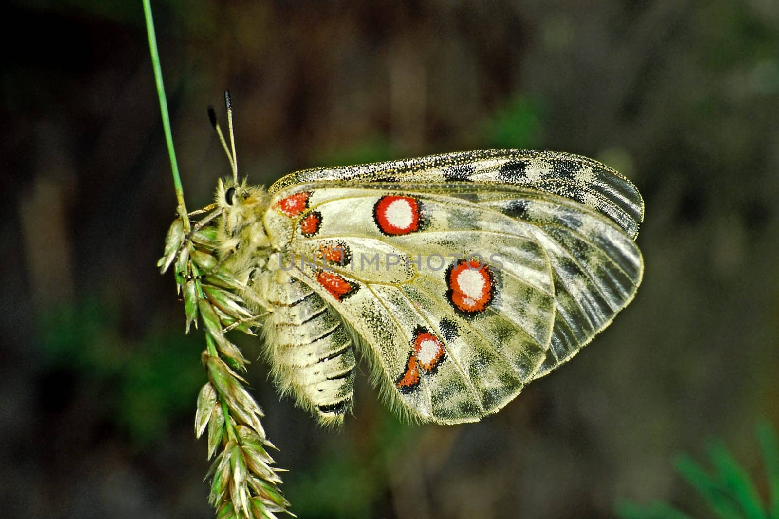 Parnassius apollo viningensis,Apollo,Moselle Apollo butterfly