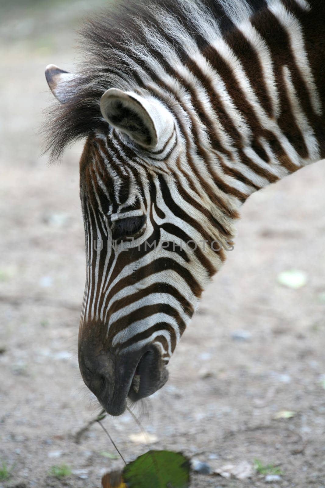 Grant's zebra (Equus burchelli granti)