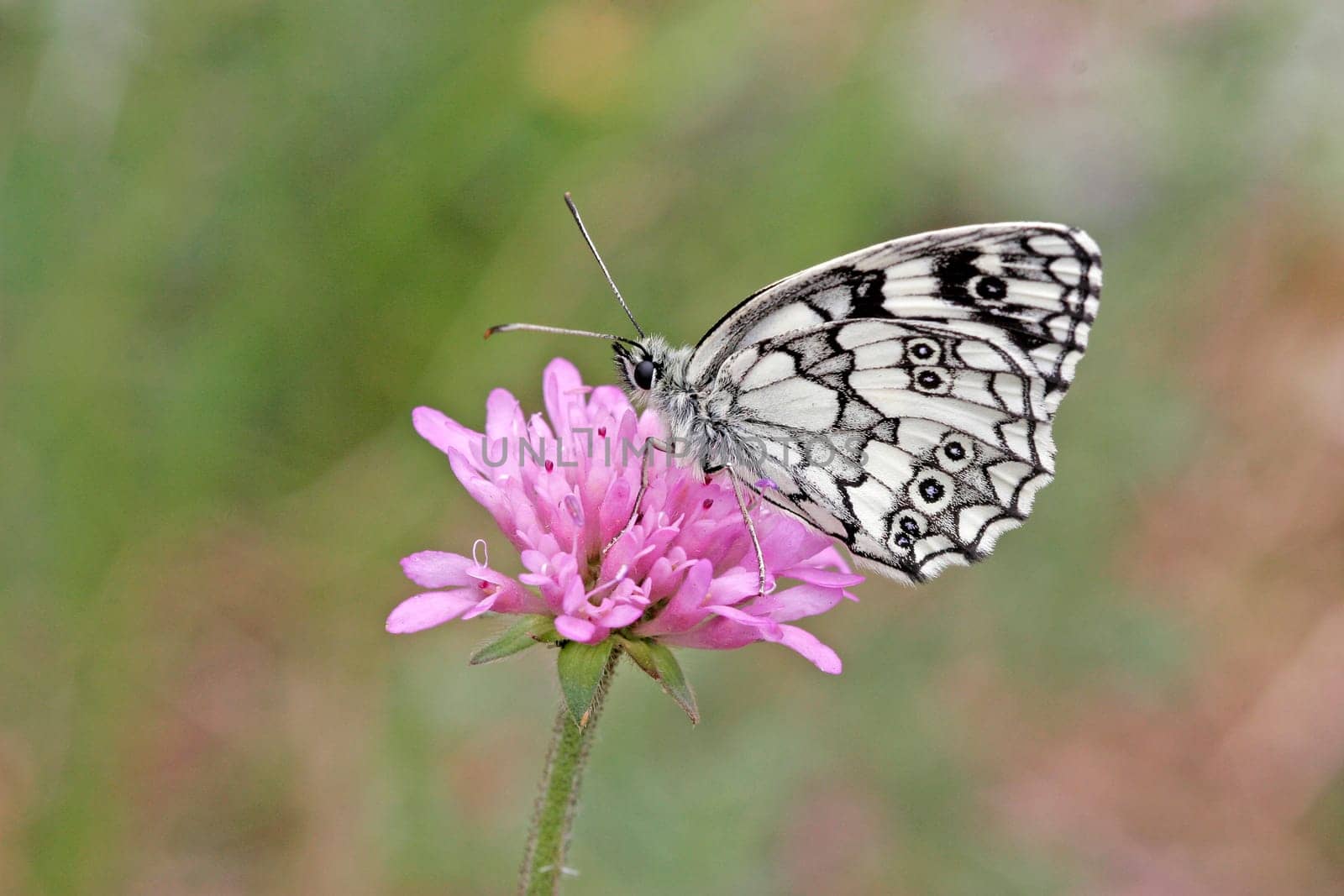 Melanargia galathea,chessboard