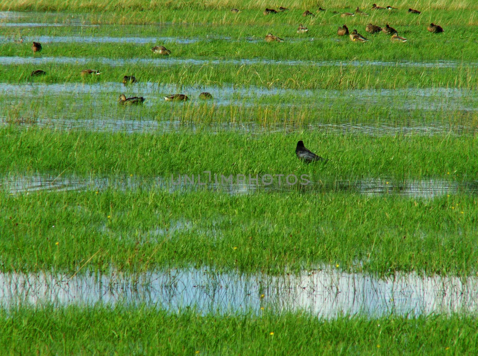 Rain meadow