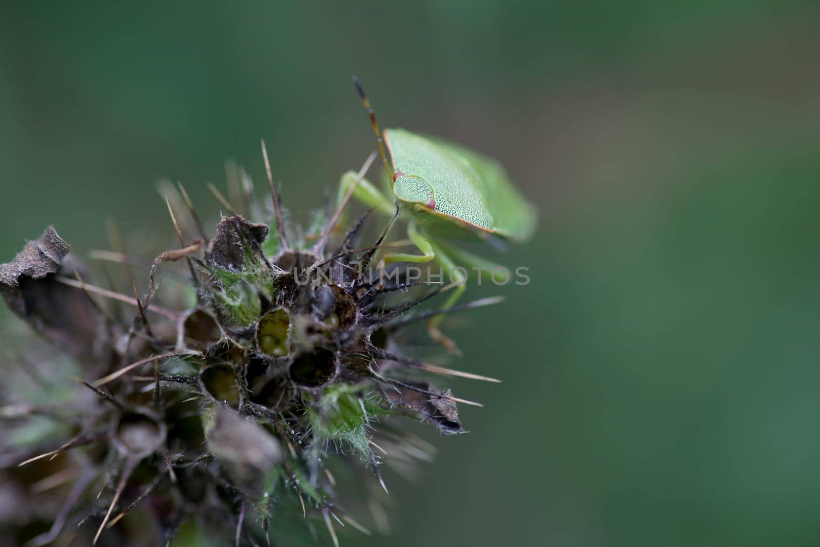 Green shield bug