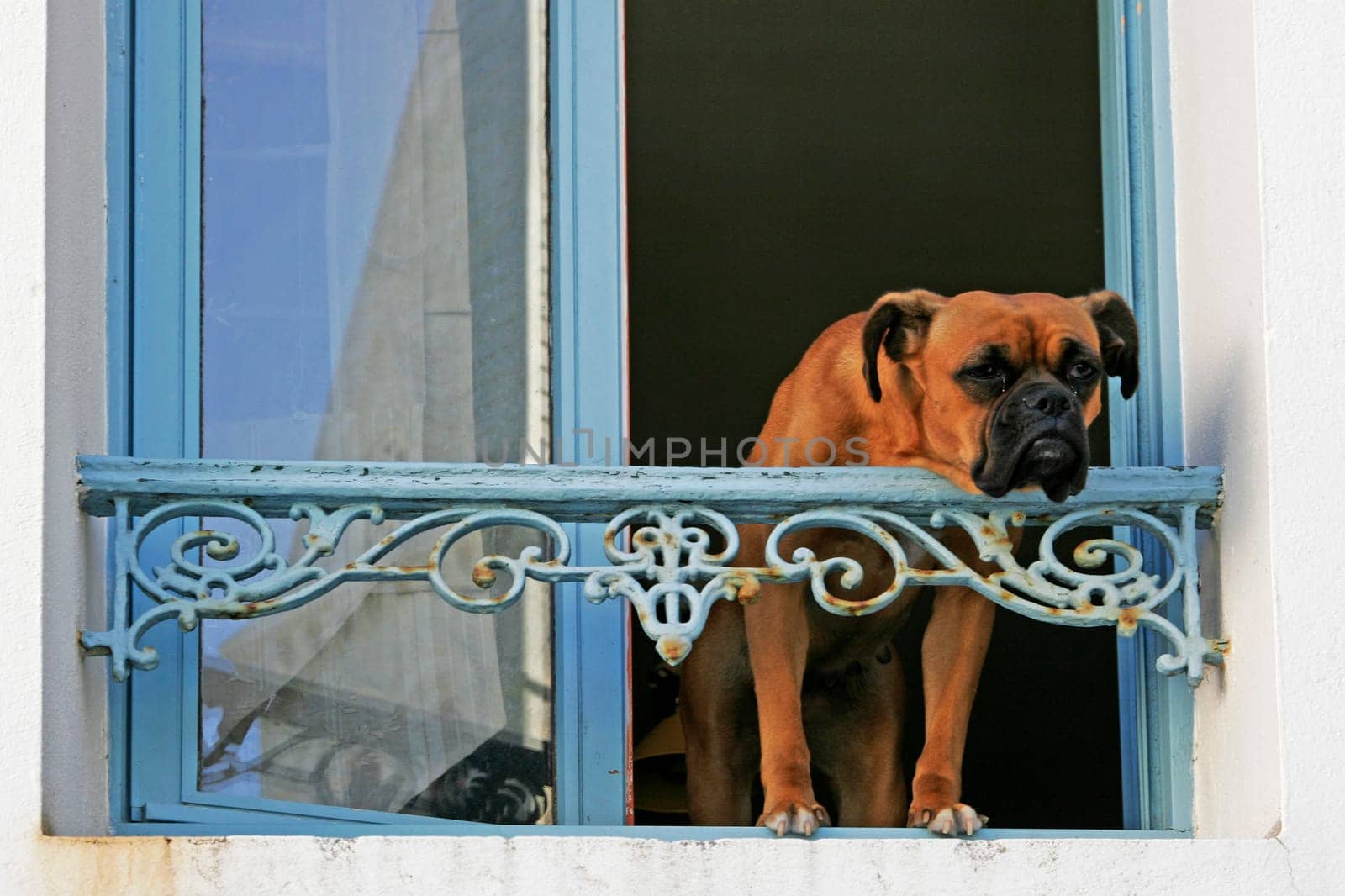 Belle-Ile,Sauzon,Dog at the Window,Brittany