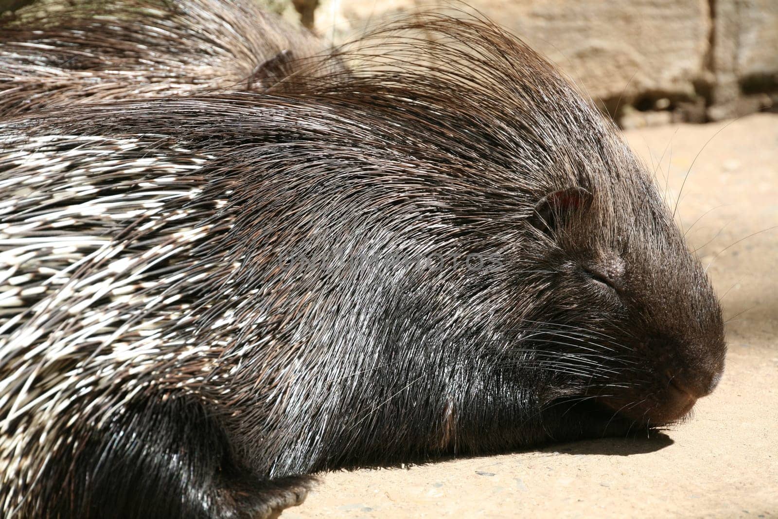Porcupine (Hystrix cristata)