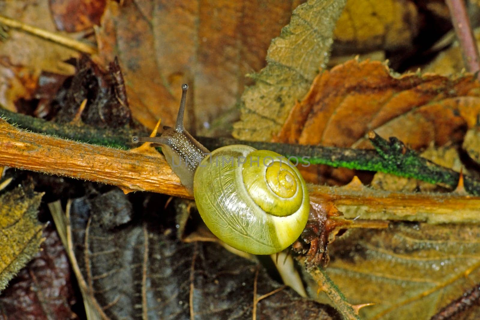 cepaea hortensis,garden snail