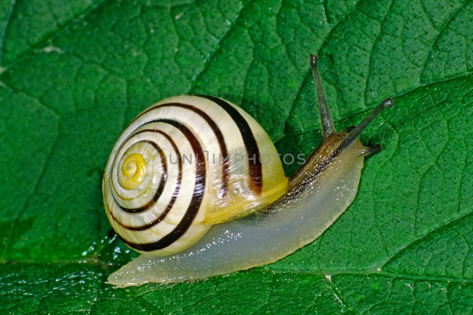 cepaea hortensis,garden snail (garden snail)