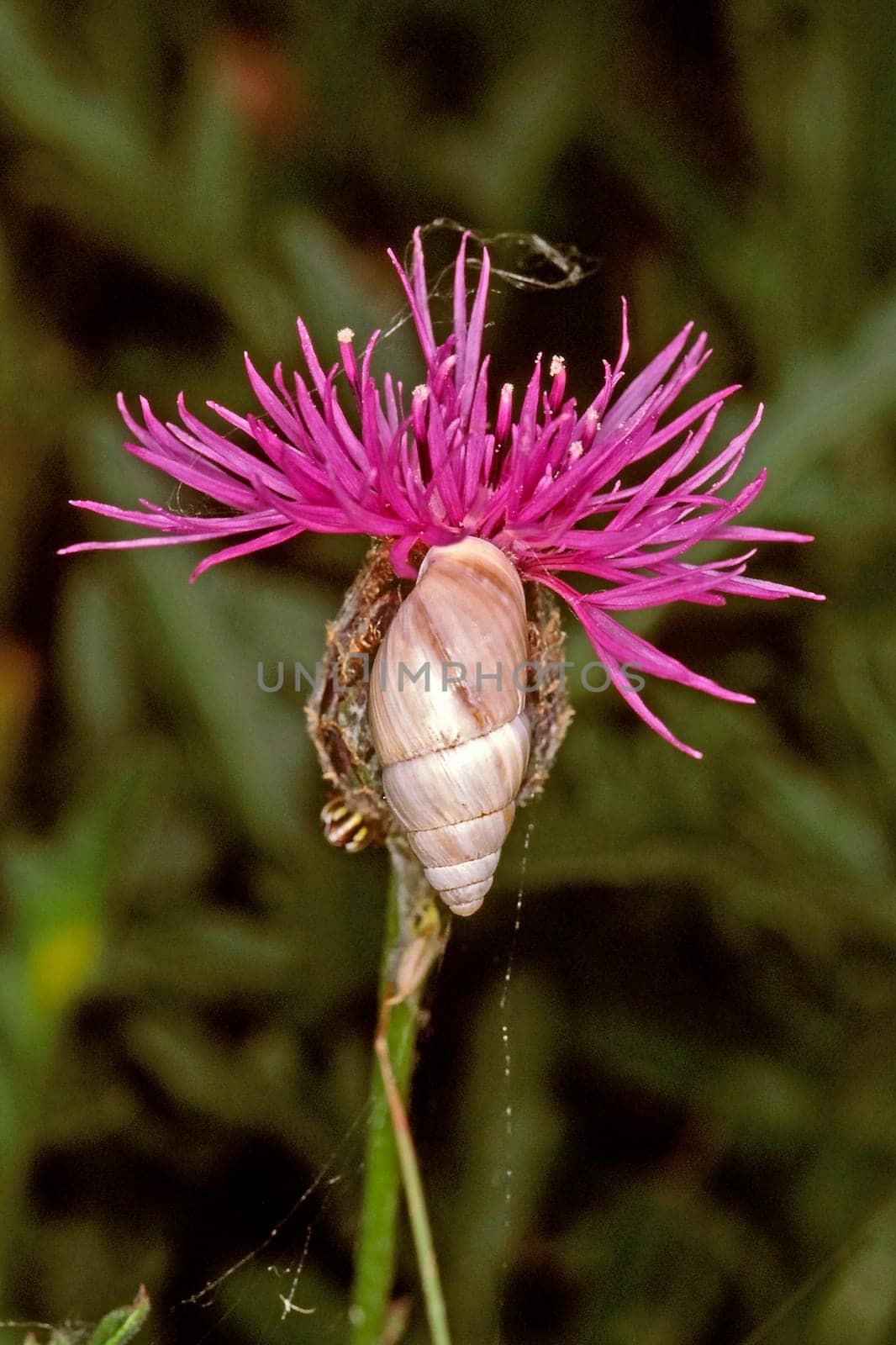 Tower snail on flake flower