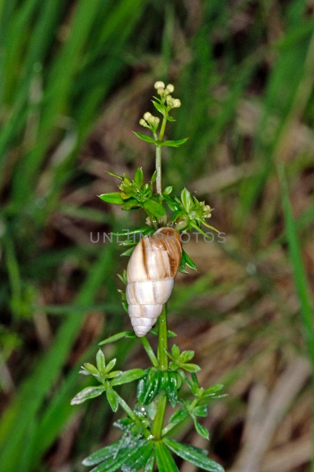 Tower snail