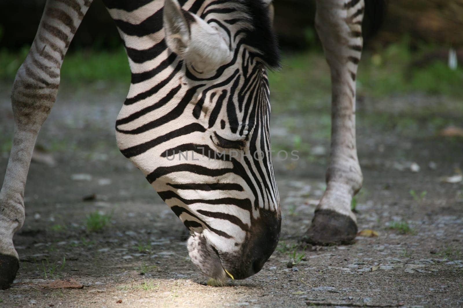 Grant's zebra (Equus burchelli granti)