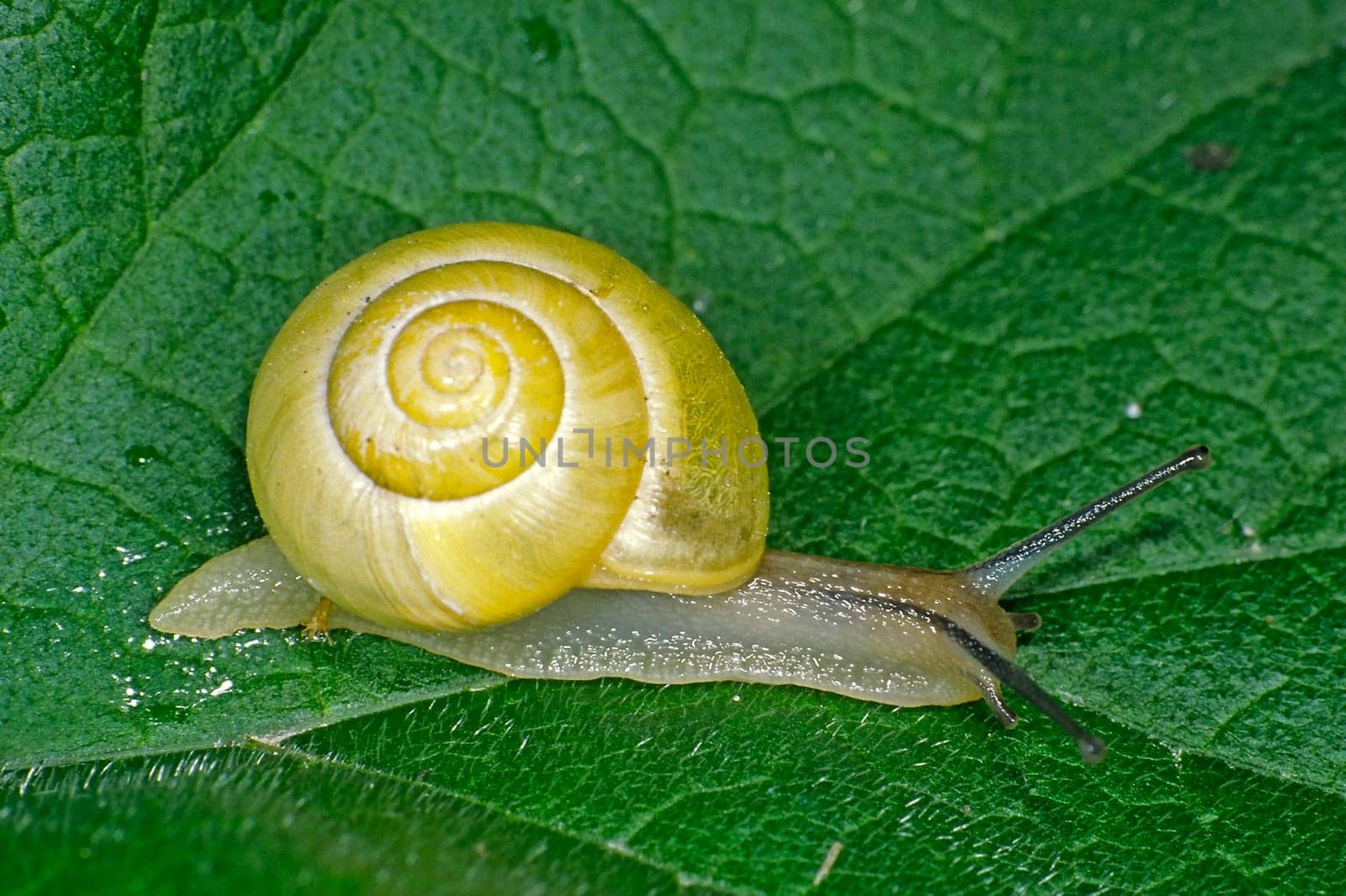 cepaea hortensis,garden snail