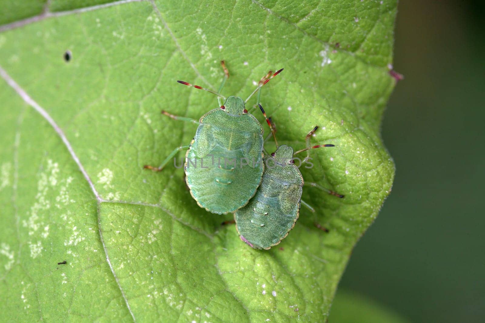 Larvae of the green stink bug
