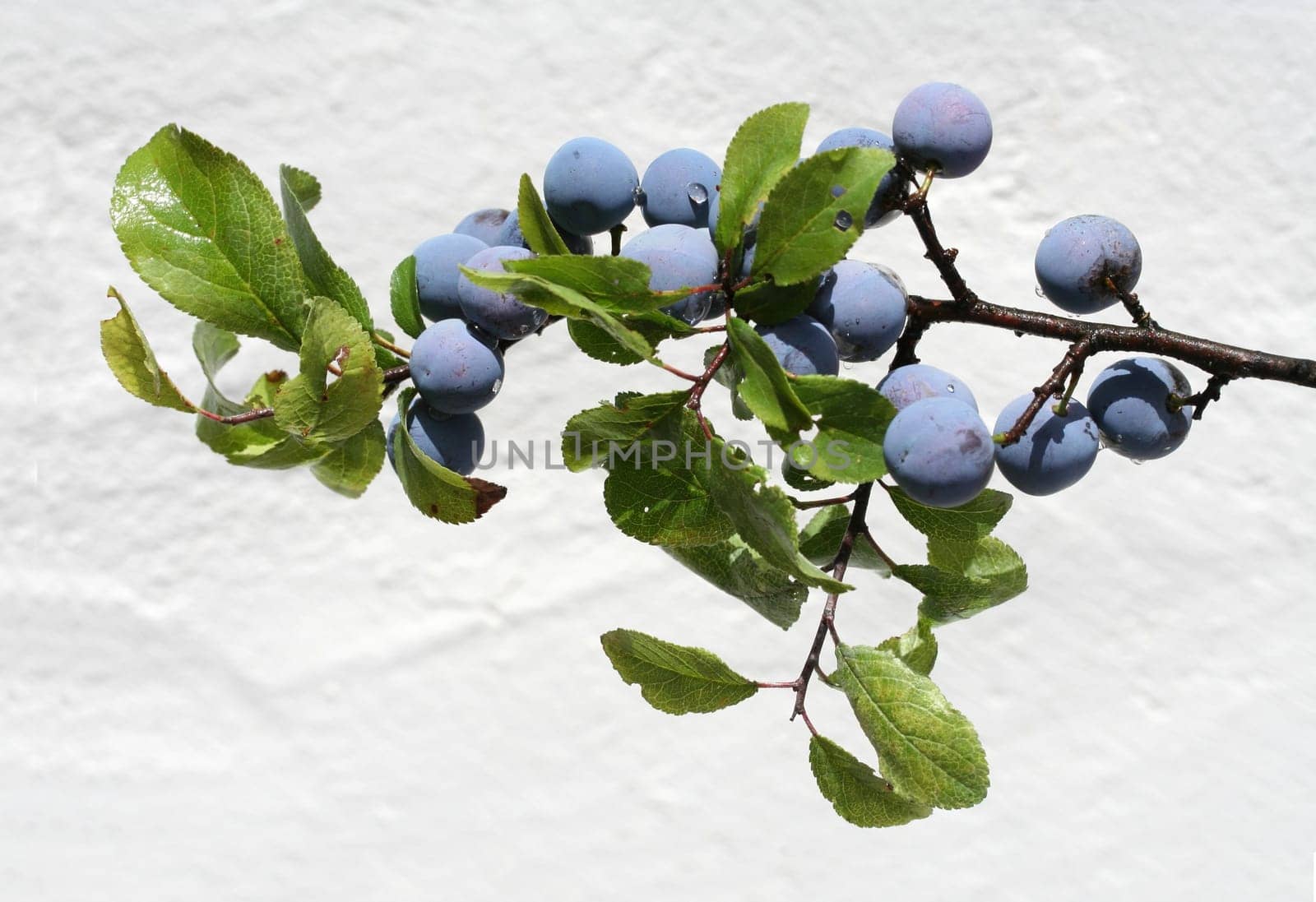 Blackthorn