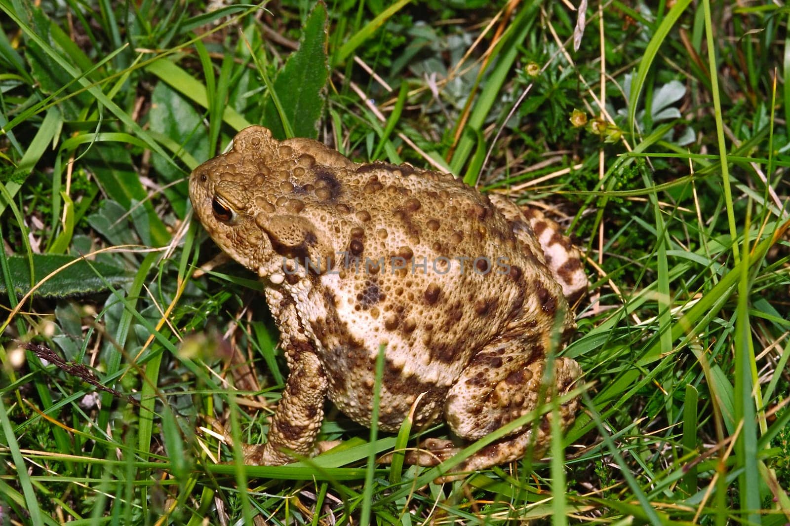 Common toad,Bufo bufo,Common toad