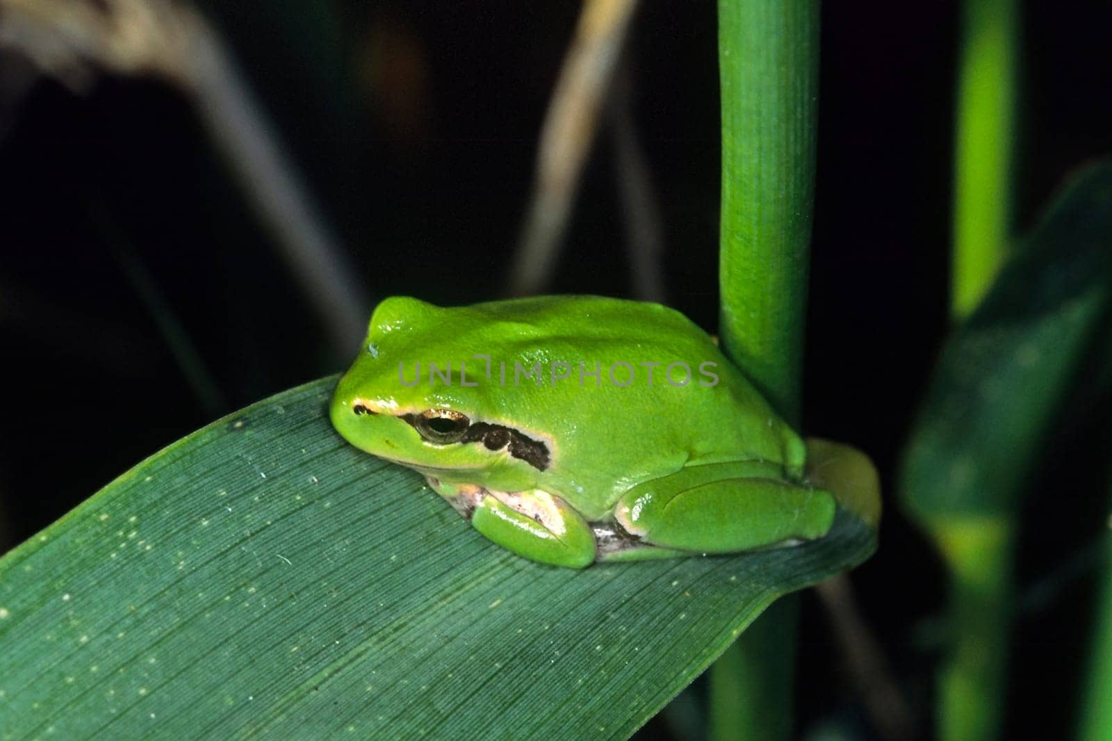Mediterranean tree frog,Hyla meridionalis,Stripeless tree frog