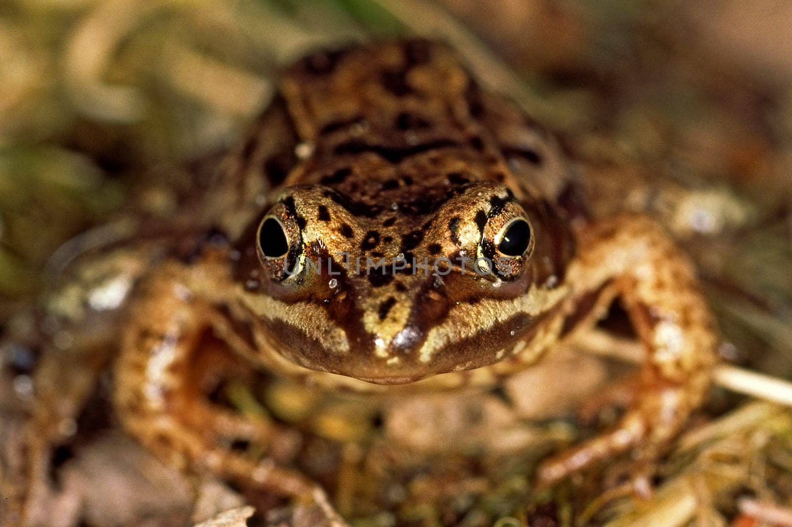 Grasfrosch, Rana temporaria,  Common or grass frog