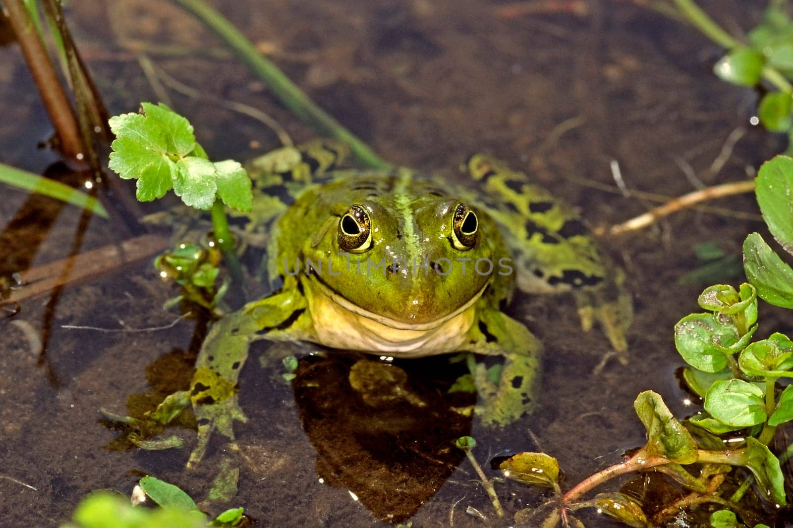 Water frog,Rana esculanta