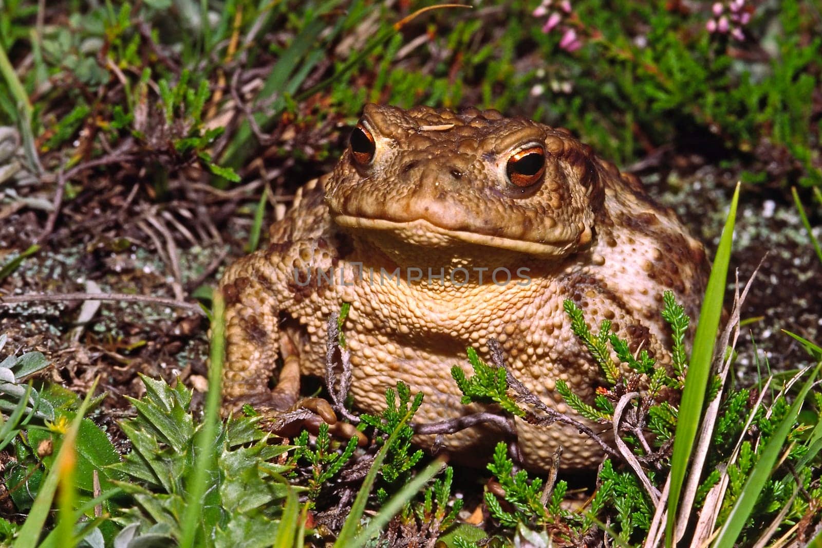 Common toad,Bufo bufo,Common toad