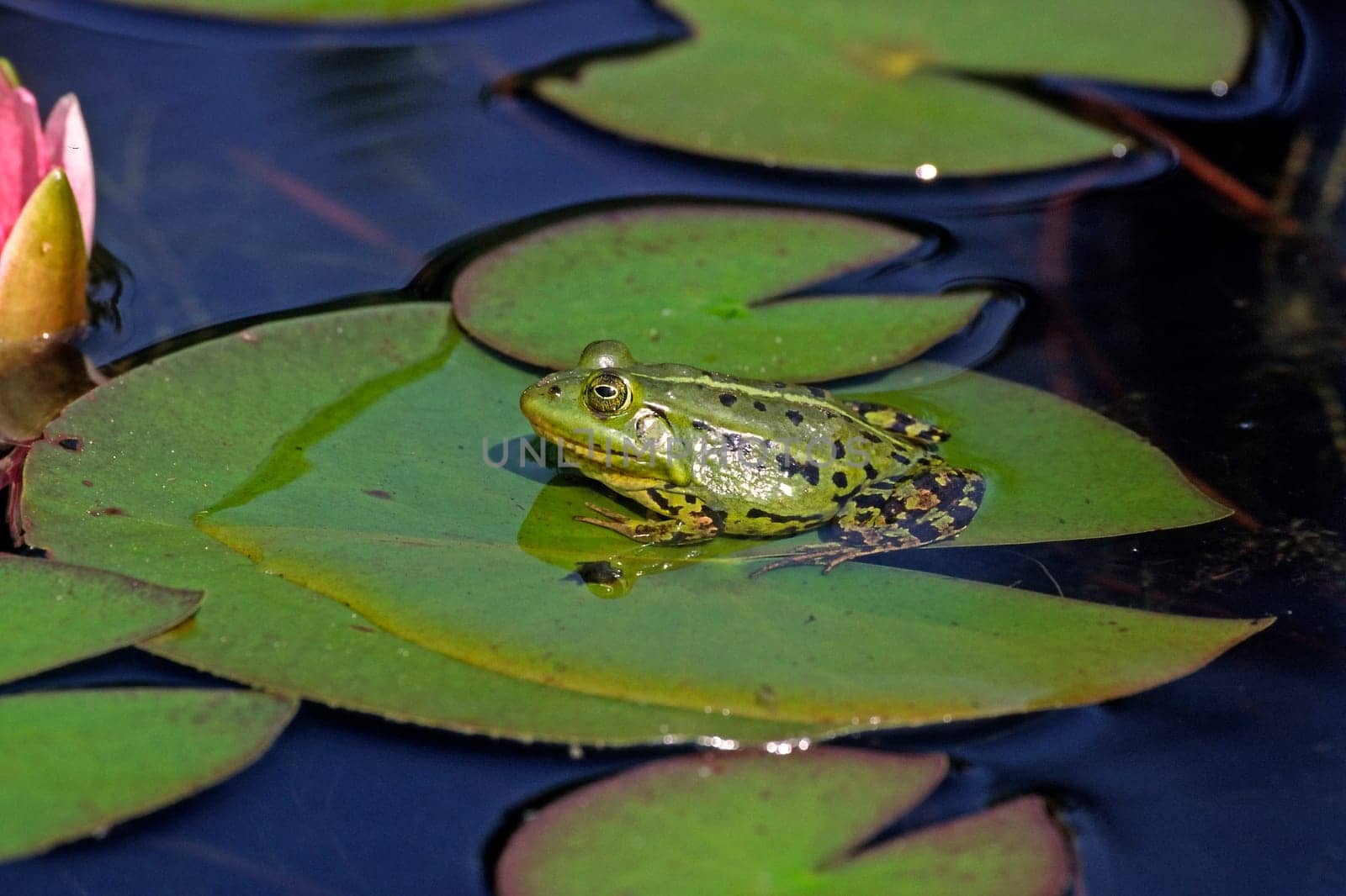 Water frog,Rana esculanta