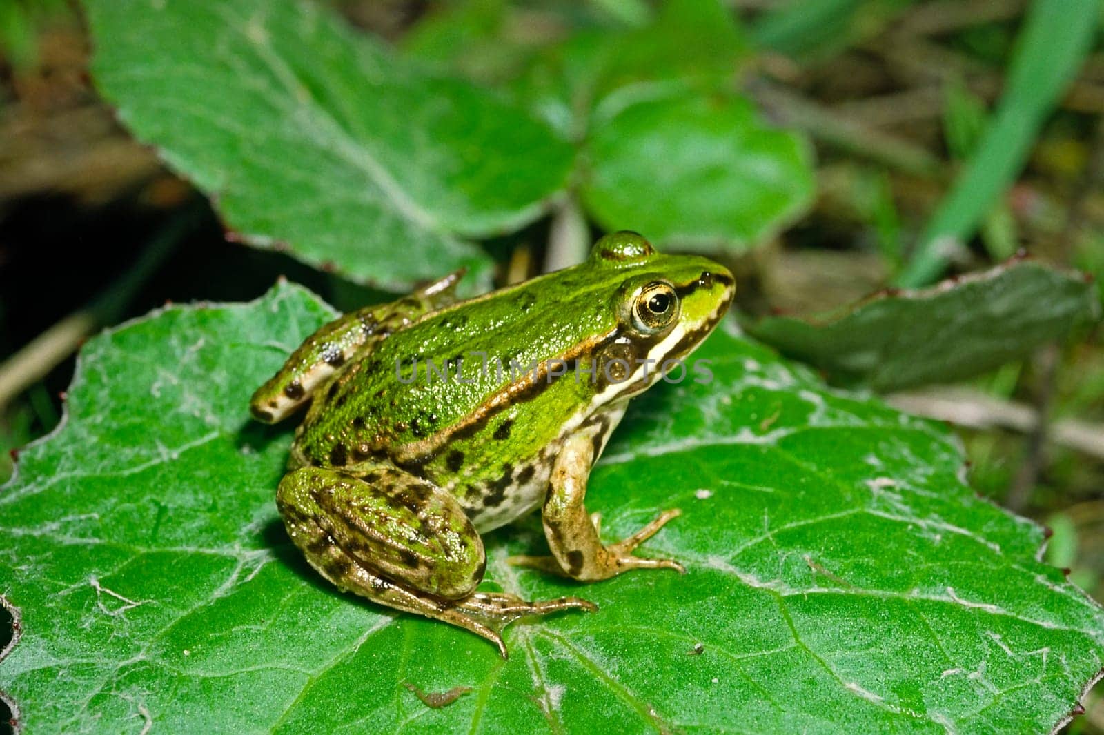 Water frog on leaf,Rana esculanta,Edible Frog
