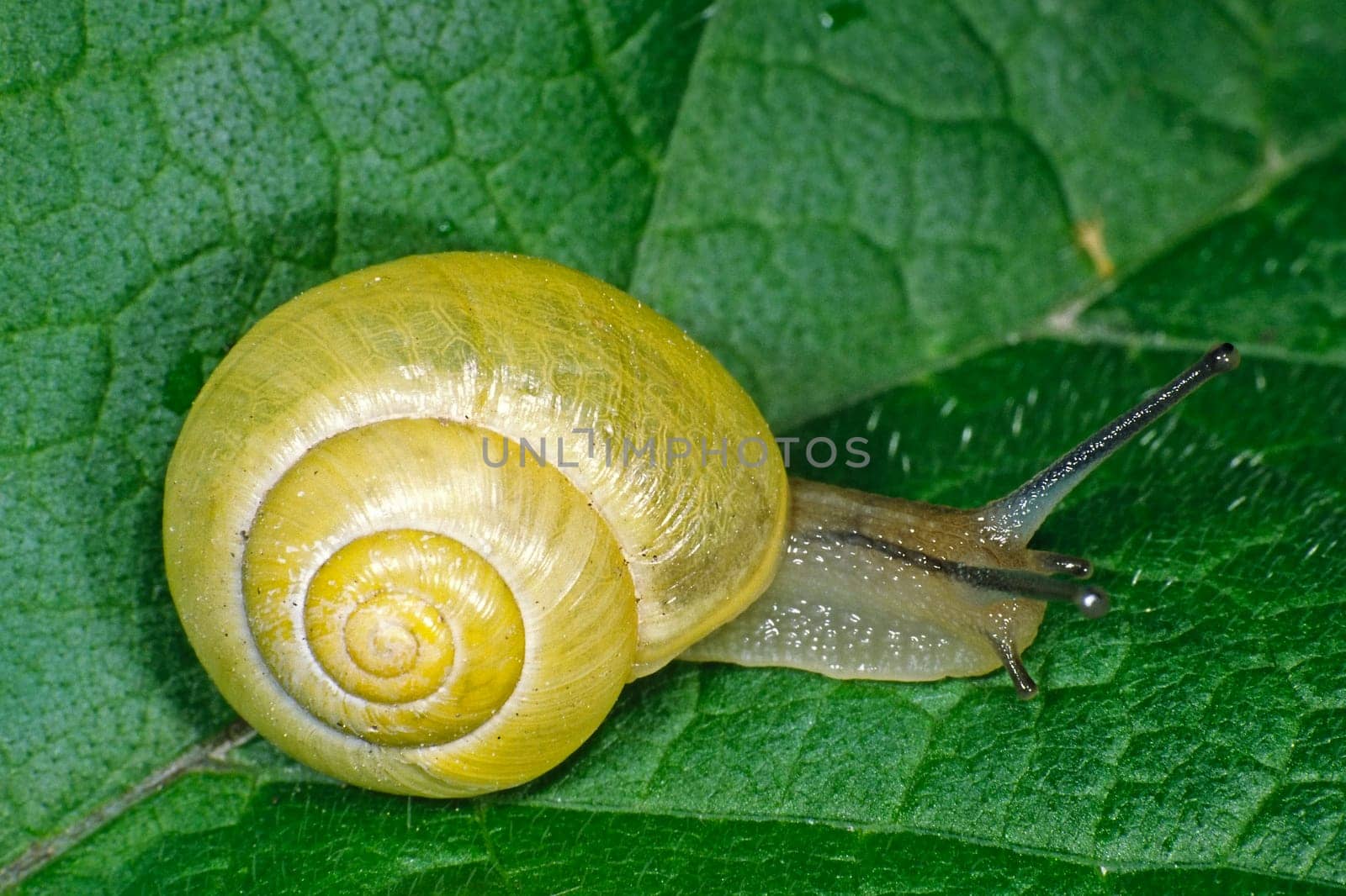 Cepaea hortensis,garden snail (garden banded snail)