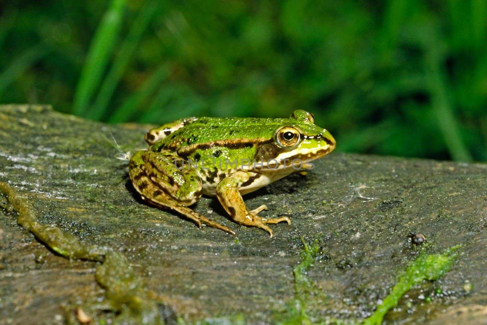 Water Frog,Rana esculanta,Edible Frog