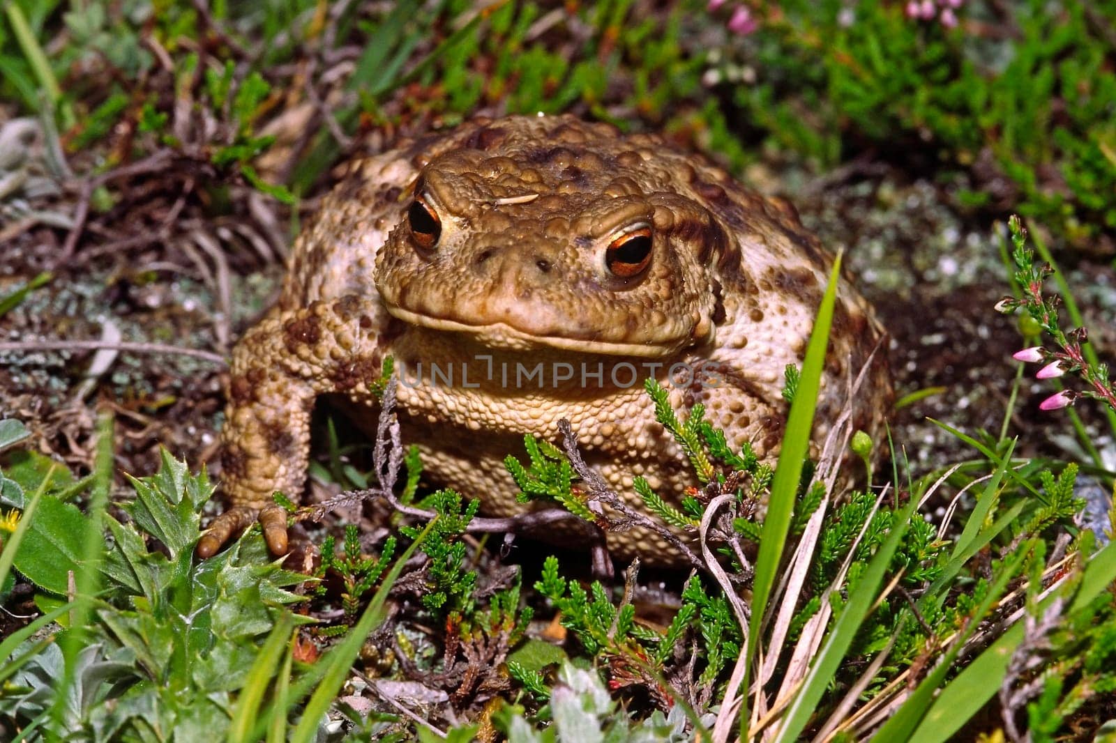 Common toad,Bufo bufo,Common toad