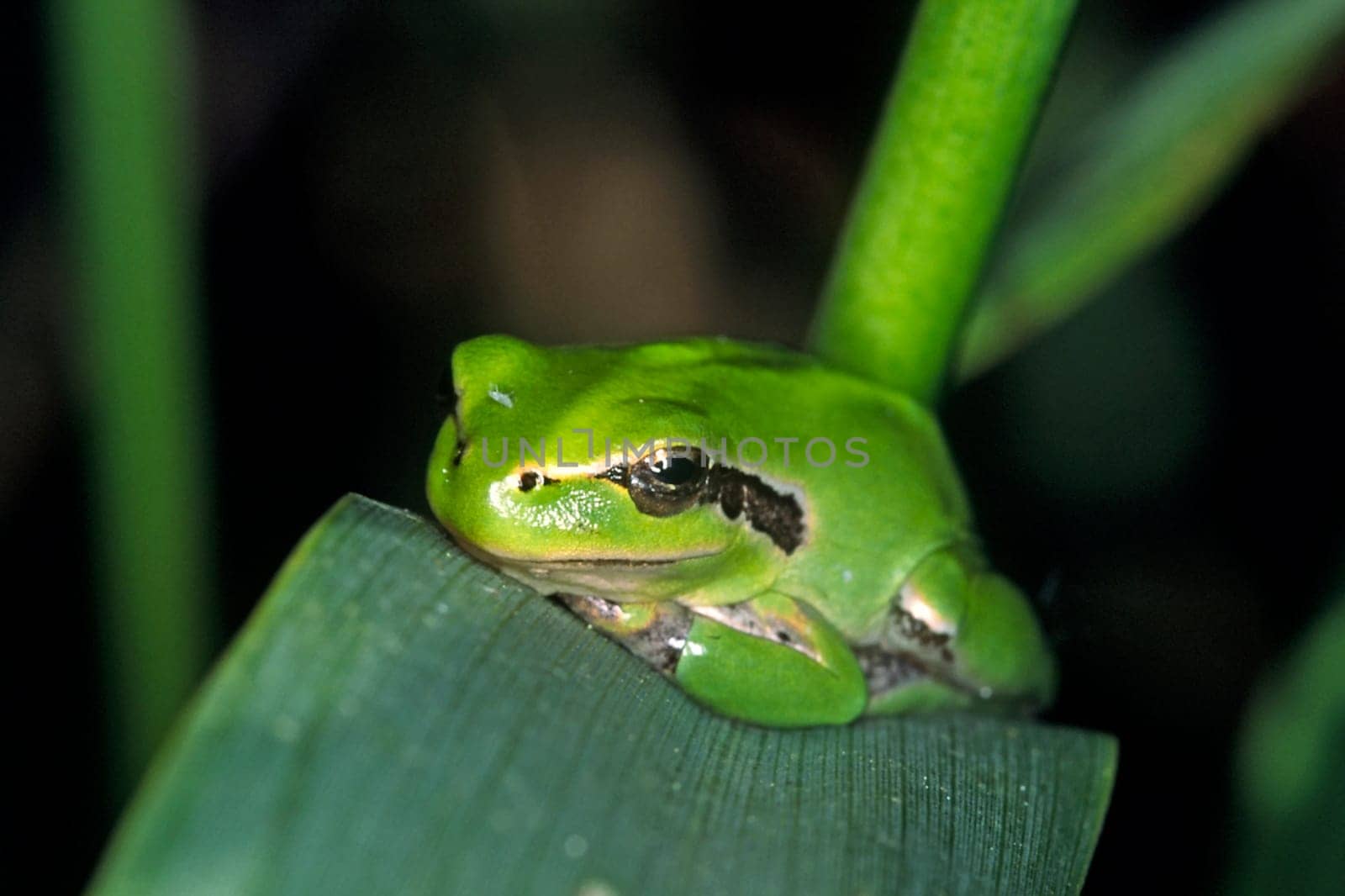 Mediterranean tree frog,Hyla meridionalis,Stripeless tree frog