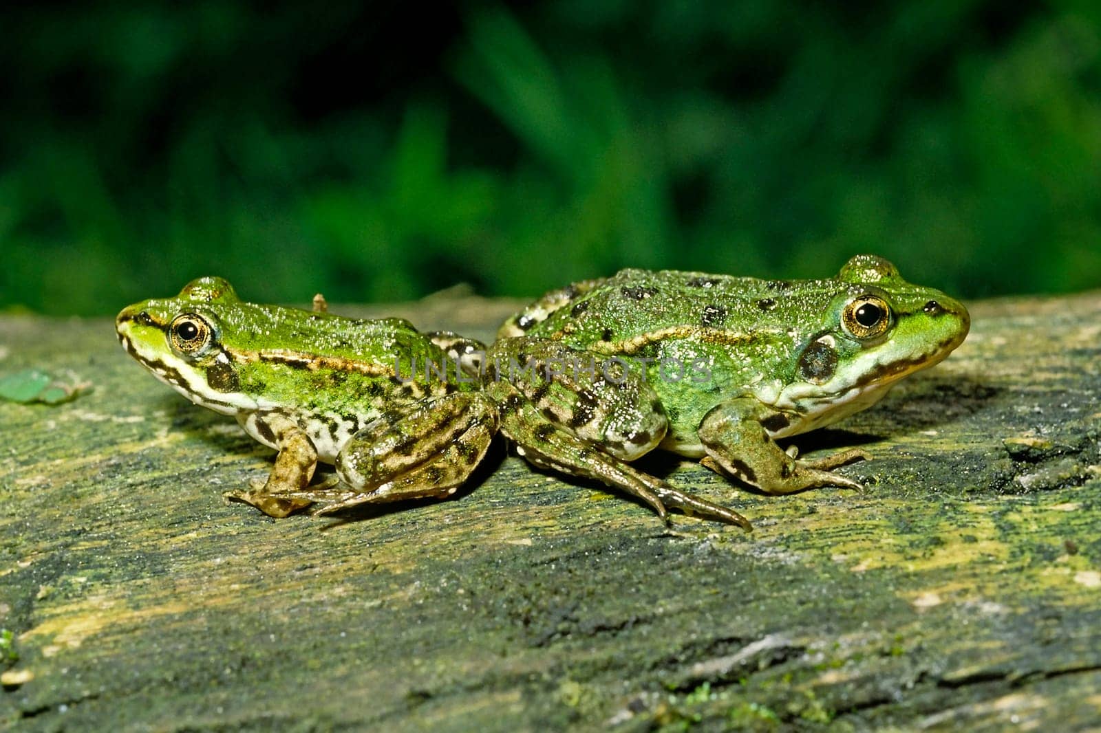 Water Frog,Rana esculanta,Edible Frog