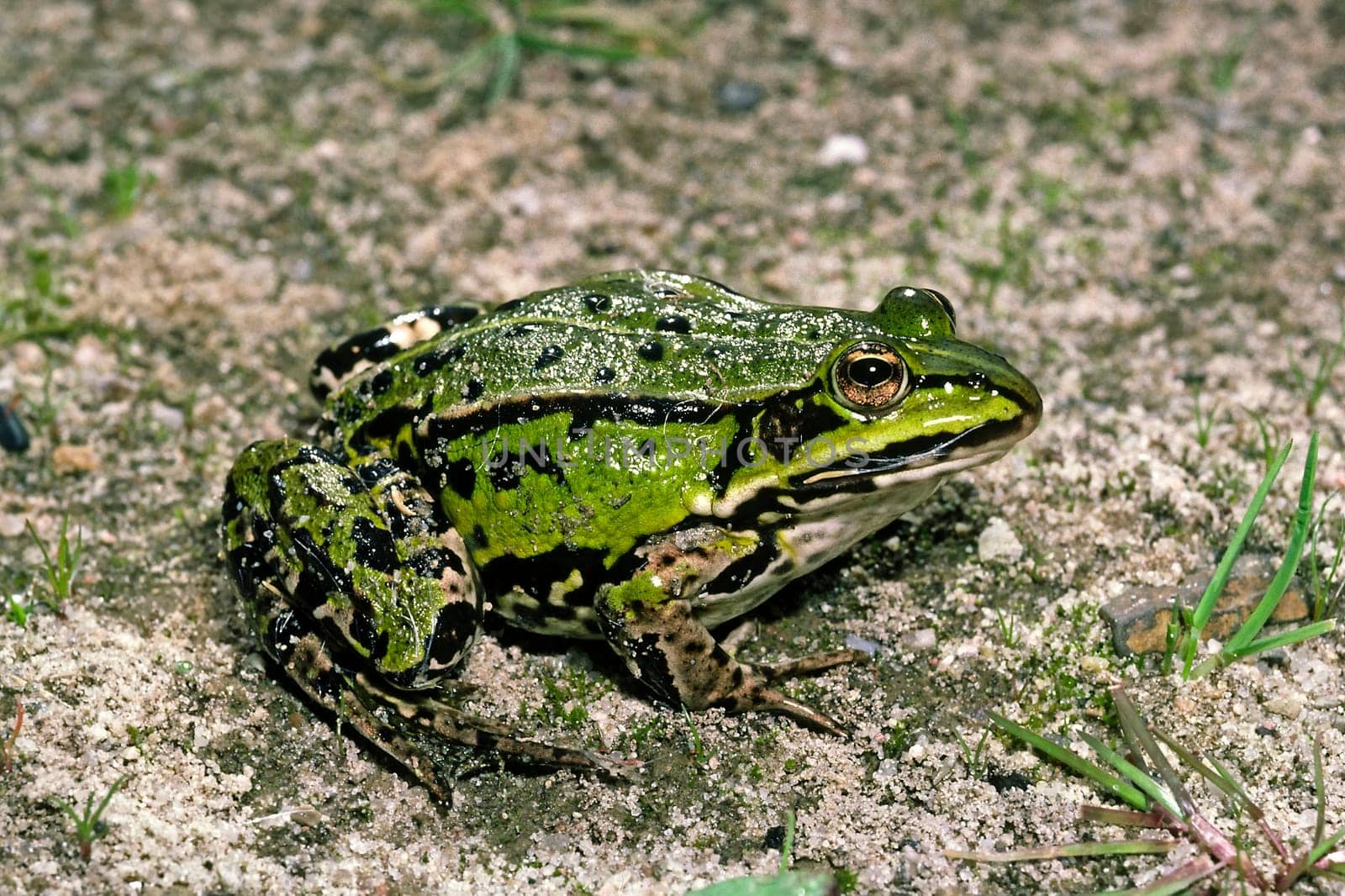 Water Frog,Rana esculanta,Edible Frog