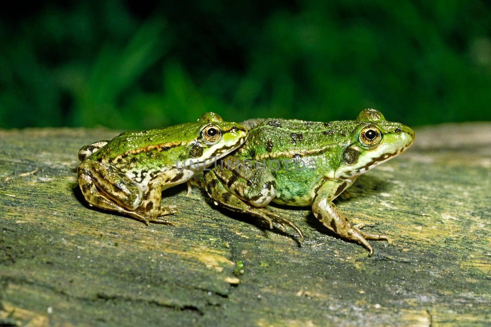 Water Frog,Rana esculanta,Edible Frog