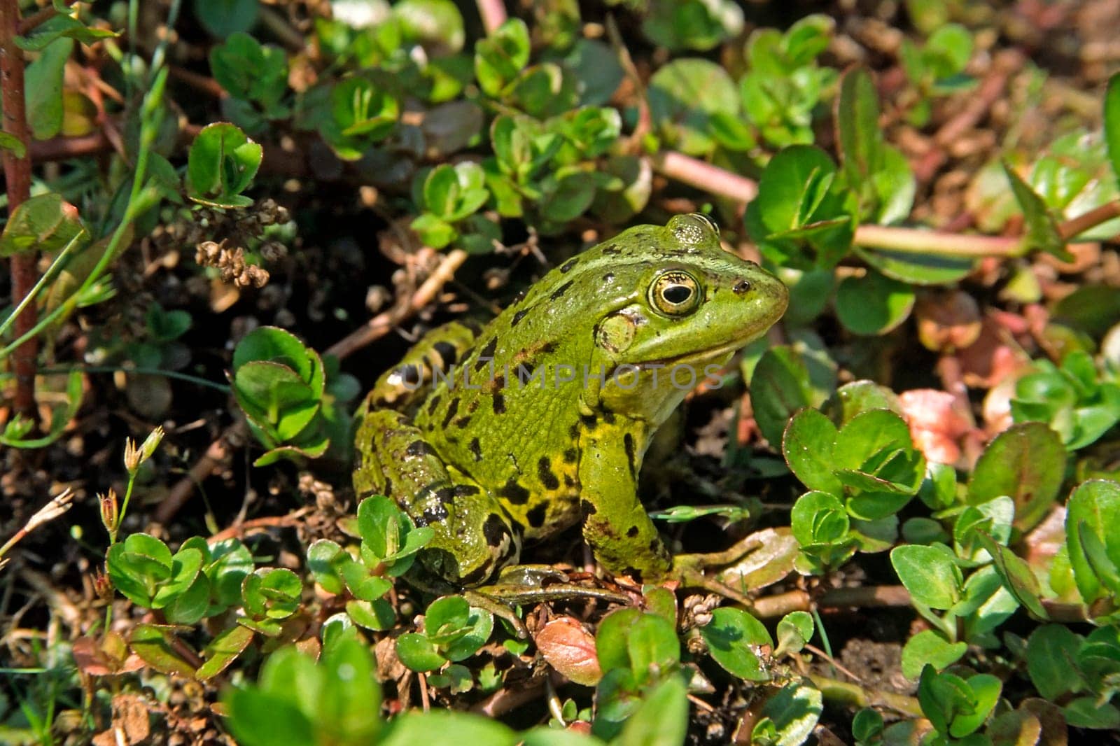 Water frog,Rana esculanta